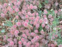 Selinunte - was für eine Blumenpracht &ndash; &copy; Marieta Beck (Eberhardt TRAVEL)