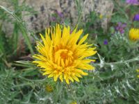 Selinunte und die Pflanzen &ndash; &copy; Marieta Beck (Eberhardt TRAVEL)