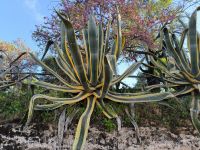 Sizilien &ndash; &copy; Heike Jack (Eberhardt TRAVEL)