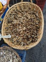 Schnecken zum Verkauf &ndash; &copy; Günter Thomas Menzel (Eberhardt TRAVEL)