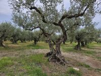 Landhotel Case di Latomie (6).jpg &ndash; &copy; Steffi Lambrecht (Eberhardt TRAVEL)
