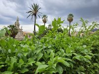 Palermo - Park auf dem Weg zur Innenstadt(17).jpg &ndash; &copy; Steffi Lambrecht (Eberhardt TRAVEL)