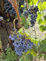 Zu Gast im Agriturismo (3).jpg &ndash; &copy; Steffi Lambrecht (Eberhardt TRAVEL)