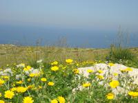 schöne Blumen &ndash; &copy; Janine Wolf (Eberhardt TRAVEL)