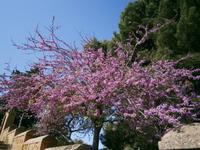 Judasbaum &ndash; &copy; Petra Sauer (Eberhardt TRAVEL)