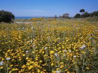 Selinunte - Kronenwucherblumen &ndash; &copy; Petra Sauer (Eberhardt TRAVEL)