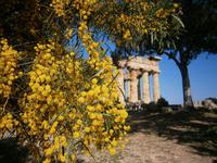 Selinunte &ndash; &copy; Petra Sauer (Eberhardt TRAVEL)