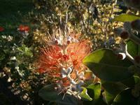 Zylinderputzer allistemon &ndash; &copy; Petra Sauer (Eberhardt TRAVEL)