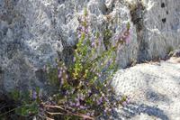 Pflanzenvielfalt Siziliens &ndash; &copy; Romy Ginzel (Eberhardt TRAVEL)