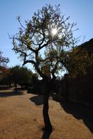 Mandelbaum  &ndash; &copy; Philipp Schmitz (Eberhardt TRAVEL)