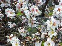 Mandelblüte &ndash; &copy; Kerstin Hugel (Eberhardt TRAVEL)