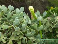 Sizilien, Agrigent, Tal der Tempel, Bogenagave zwischen Opuntien &ndash; &copy; Ria Heilmann (Eberhardt TRAVEL)