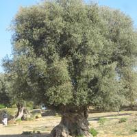 IMG_0237 &ndash; &copy; Gisela Gerlach (Eberhardt TRAVEL)