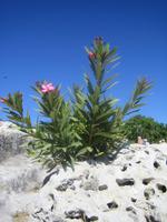128. In der Neapolis - Sizilien 10-17.5.15 &ndash; &copy; Annett Seese (Eberhardt TRAVEL)