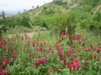 333. Der besonders rote Klee - Sizilien 10-17.5.15 &ndash; &copy; Annett Seese (Eberhardt TRAVEL)