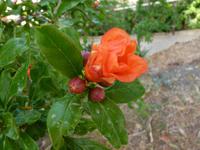 Granatapfel &ndash; &copy; Steffi Zimmermann (Eberhardt TRAVEL)