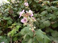 Brombeeren &ndash; &copy; Steffi Zimmermann (Eberhardt TRAVEL)
