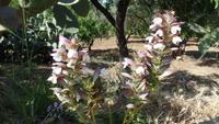 Akanthus &ndash; &copy; Petra Sauer (Eberhardt TRAVEL)