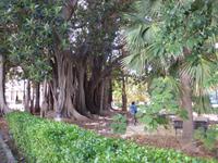 116-Palermo_Piazza_Marina &ndash; &copy; Dirk Schlosser (Eberhardt TRAVEL)