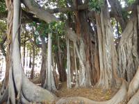 118-Palermo_Piazza_Marina &ndash; &copy; Dirk Schlosser (Eberhardt TRAVEL)