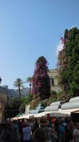 lila blühender Baum in Taormina