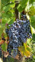 Sizilianischer Wein &ndash; &copy; Martin Büchner (Eberhardt TRAVEL)