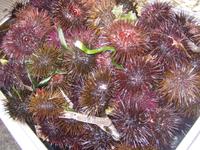 Seeigel &ndash; &copy; Annett Seese (Eberhardt TRAVEL)