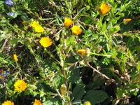 kleine Ringelblumen  &ndash; &copy; Annett Seese (Eberhardt TRAVEL)