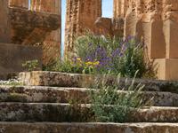 Selinunte Tempel E &ndash; &copy; Petra Sauer (Eberhardt TRAVEL)