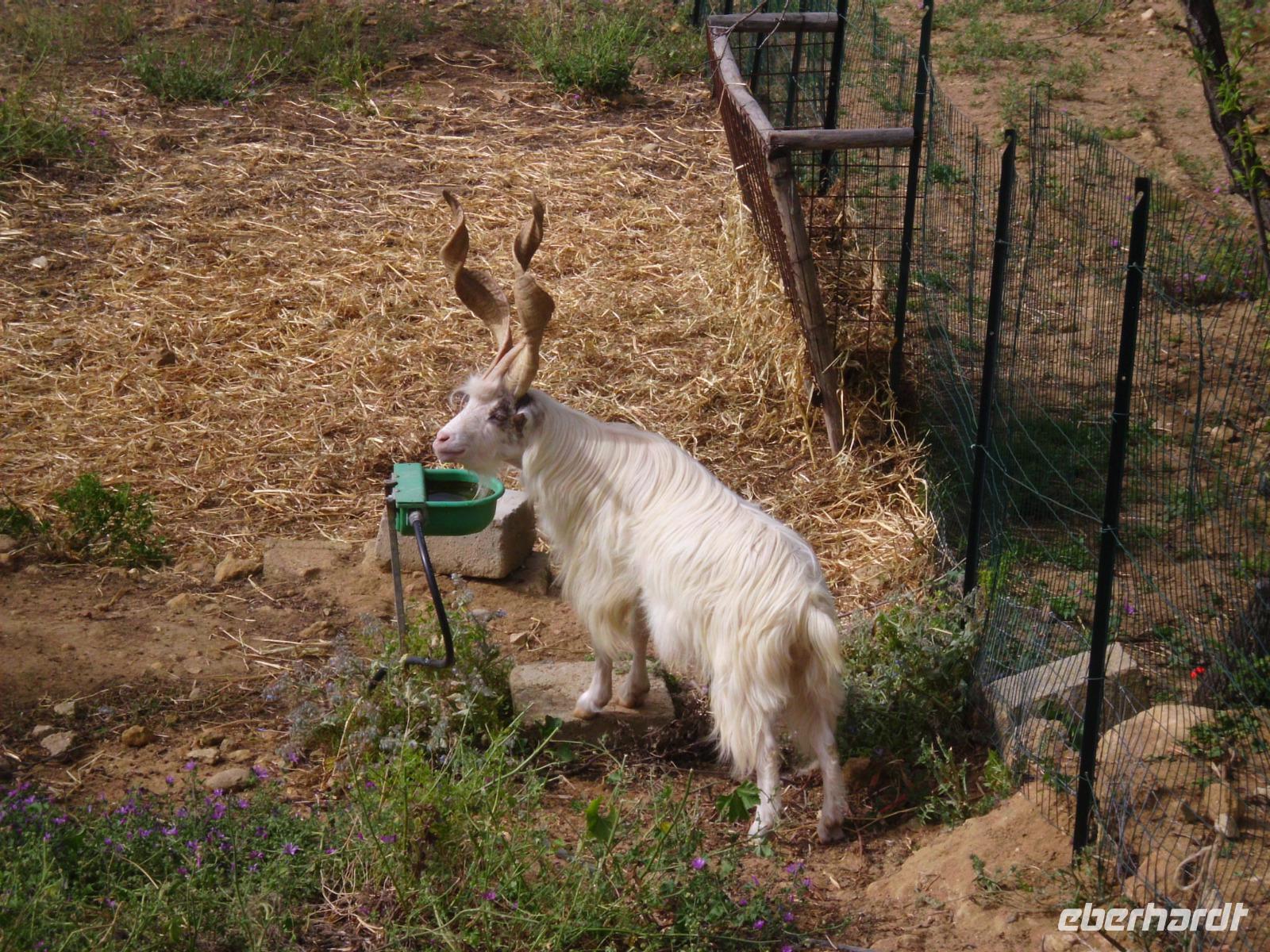 Gergantana - Ziege &ndash; &copy; Anne-Katrin Müller (Eberhardt TRAVEL)