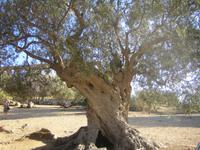 ältester Olivenbaum Siziliens  &ndash; &copy; Annett Seese (Eberhardt TRAVEL)