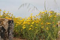 Flora Akropolis &ndash; &copy; Kathrin Kubik (Eberhardt TRAVEL)