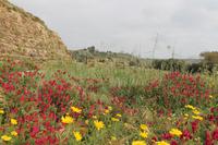 Selinunte &ndash; &copy; Kathrin Kubik (Eberhardt TRAVEL)