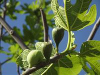 Feigenbaum &ndash; &copy; Christina Schlawis (Eberhardt TRAVEL)