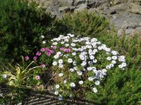 Mittagsblumen &ndash; &copy; Julian Bartsch (Eberhardt TRAVEL)