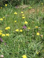 wilde Orchideen &ndash; &copy; Julian Bartsch (Eberhardt TRAVEL)