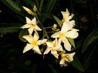  gelber Oleander