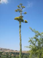 Flora &ndash; &copy; Kerstin Veit (Eberhardt TRAVEL)