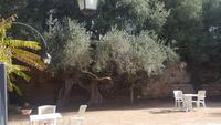 Alter Olivenbaum &ndash; &copy; Maxi Goldbach (Eberhardt TRAVEL)