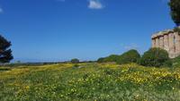 Blumenwiese vor Tempel E &ndash; &copy; Maxi Goldbach (Eberhardt TRAVEL)
