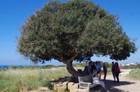 Ausgrabungen von Selinunte &ndash; &copy; Juliane Schwarze (Eberhardt TRAVEL)