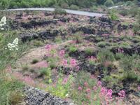 Lavagestein &ndash; &copy; Heike Meinhold (Eberhardt TRAVEL)