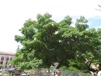 Baumwollbaum &ndash; &copy; Heike Meinhold (Eberhardt TRAVEL)