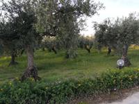 Olivenhain. &ndash; &copy; Gerd Pierschek (Eberhardt TRAVEL)