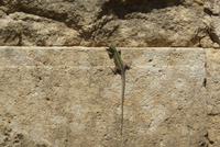 Ureinwohner Siziliens &ndash; &copy; Enrico Lindner-Ehrenreich (Eberhardt TRAVEL)