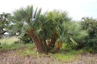 Palme, Selinunte &ndash; &copy; Martin Jentzsch (Eberhardt TRAVEL)