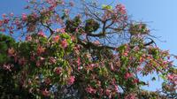 Sonniger Süden, Kapok &ndash; &copy; Petra Sauer (Eberhardt TRAVEL)