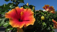 Hibiskus &ndash; &copy; Petra Sauer (Eberhardt TRAVEL)