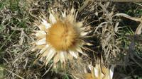 Natur