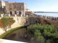  Papyrus wächst in der Aretusa- Quelle in Ortygia